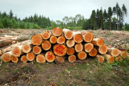 photo of felled trees in forest