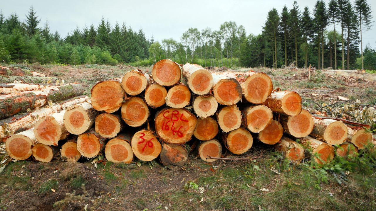 photo of felled trees in forest