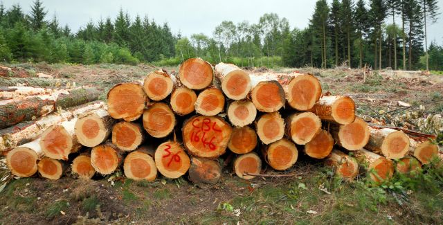 photo of felled trees in forest