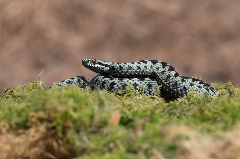 photo of on adder (Vipera berus)