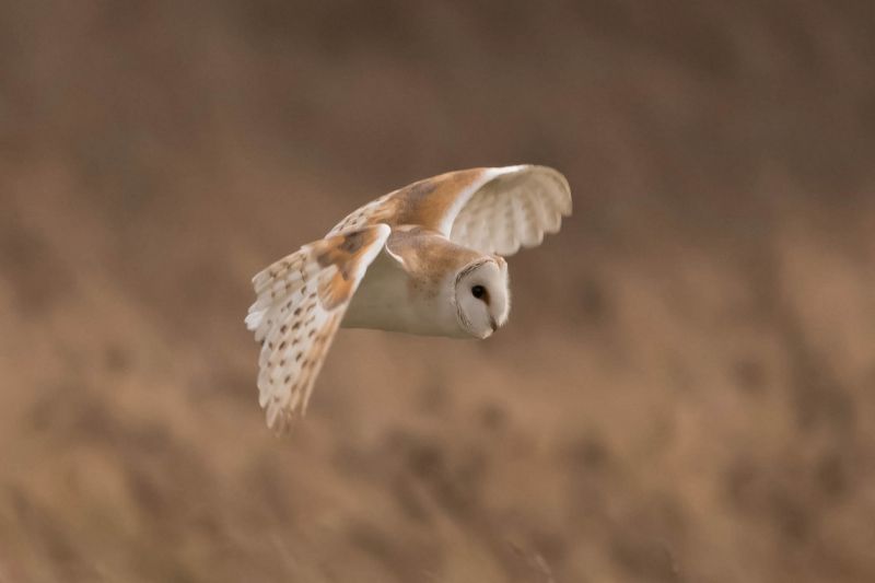 Barn owl flying