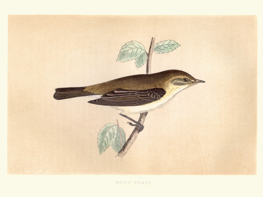 Painting of a chiffchaff