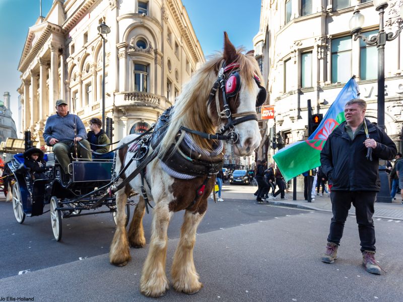A horse leads a man and boy in a cart during a demonstration in London
