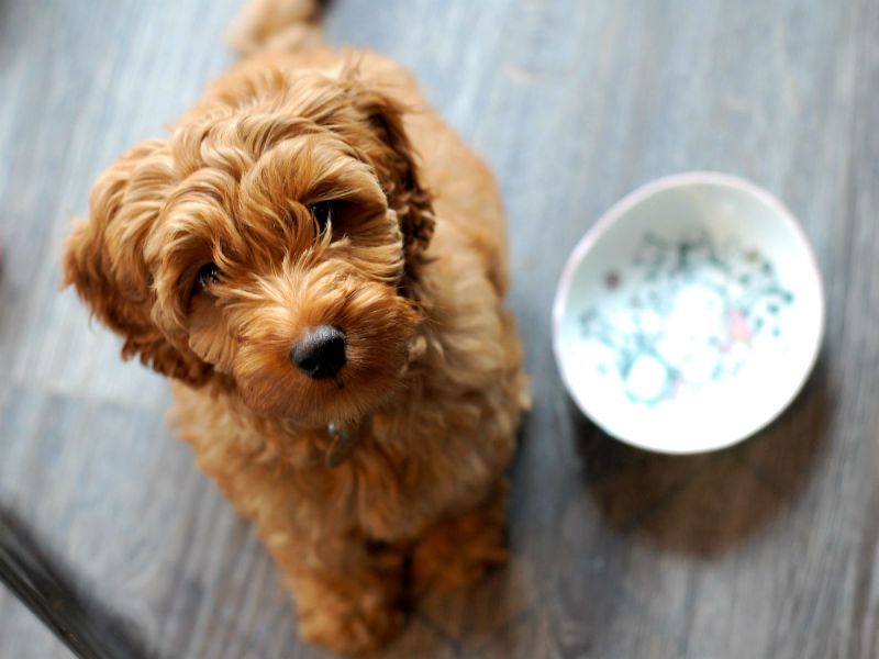 A hungry labradoodle puppy waiting next to his food dish