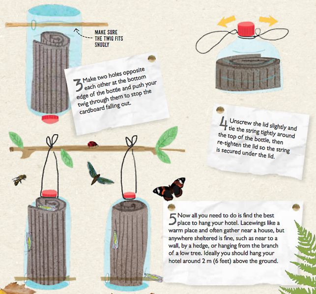 Making a lacewing hotel, pt12 - Illustrations by Tonwen Jones