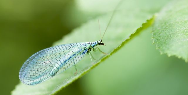 Lacewing sitting on leaf