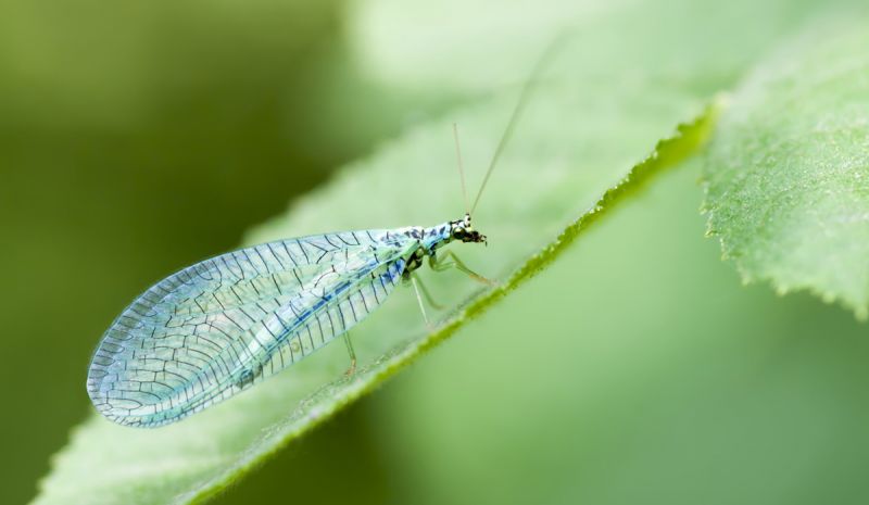 Lacewing sitting on leaf