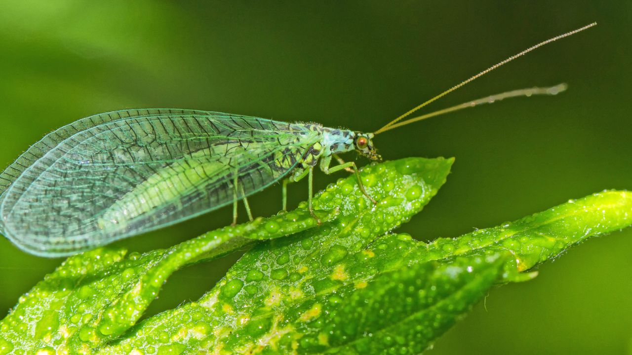 Lacewing sitting on a leaf