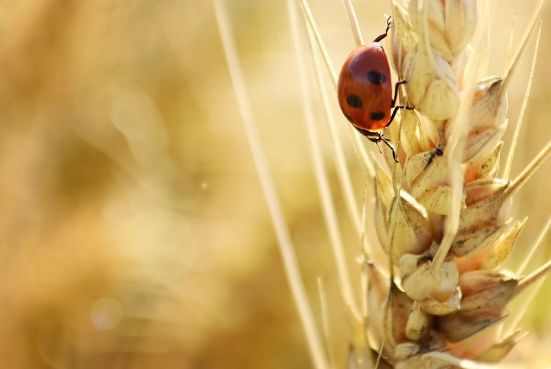 Ladybird on a blade of wheat