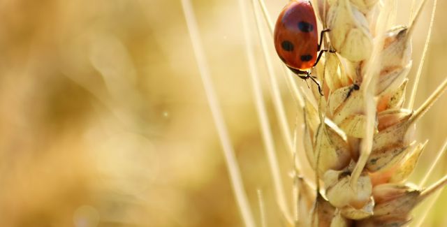 Ladybird on blade of wheat