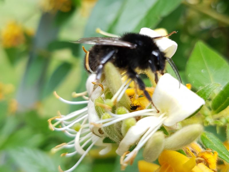Large garden bumblebee - Bombus hortorum - on a flower.