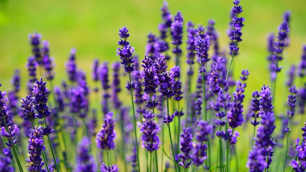 Lavender 