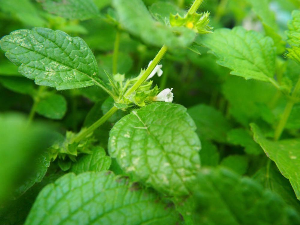 The lemon balm plant with white flowers
