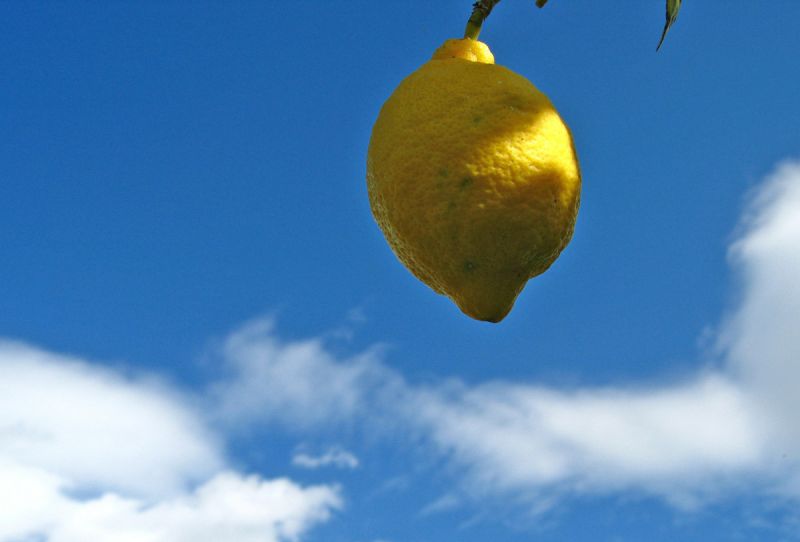 Lemon hanging on tree against blue sky