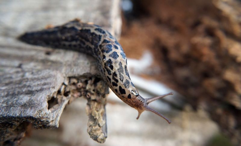 Spotted leopard slug on piece of decayed wood