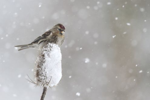 Lesser redpoll, sitting on teasel plant in snow