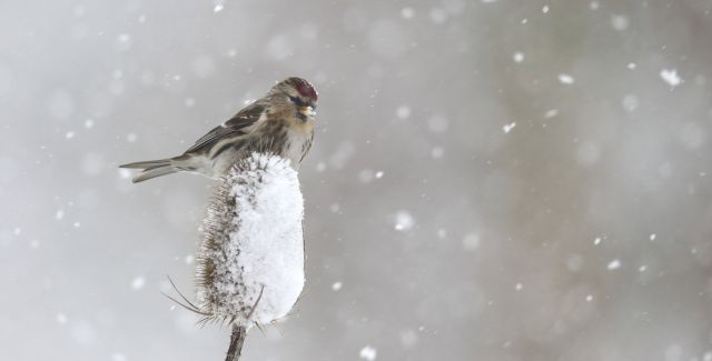 Lesser redpoll, sitting on teasel plant in snow