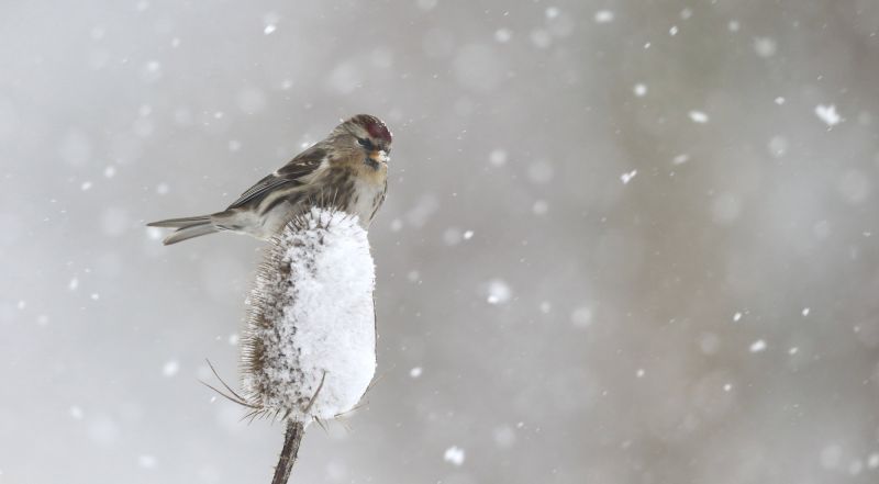 Lesser redpoll, sitting on teasel plant in snow