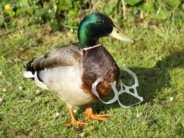 Male mallard (Anas platyrhynchos) with neck grown through a piece of plastic litter