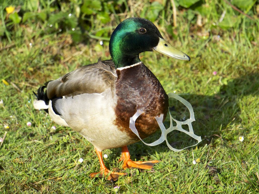 Male mallard (Anas platyrhynchos) with neck grown through a piece of plastic litter