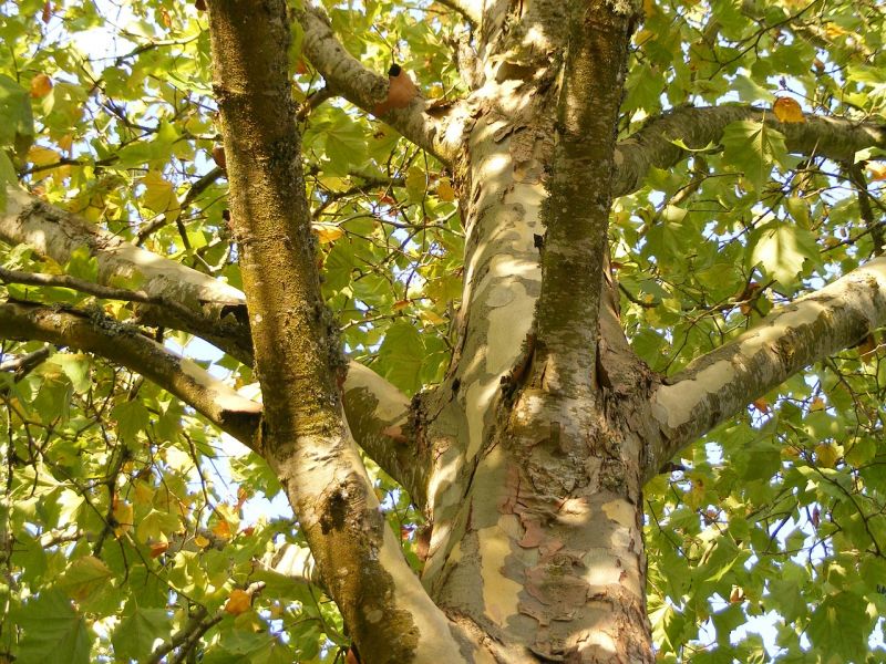 Plane tree