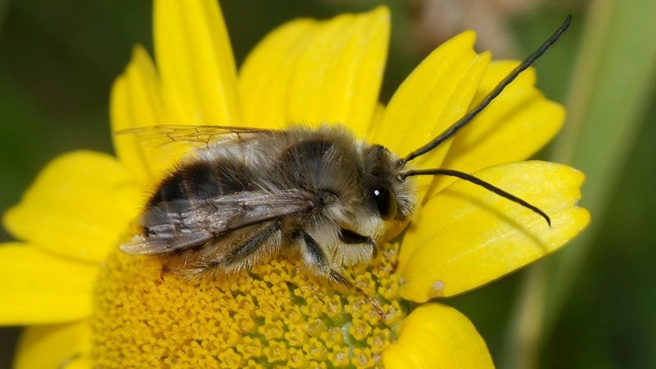Long horned bee Eucera longicornis