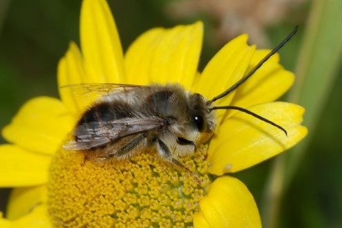 Long horned bee Eucera longicornis