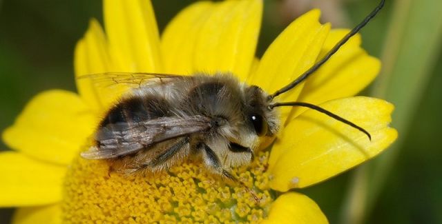 Long horned bee Eucera longicornis