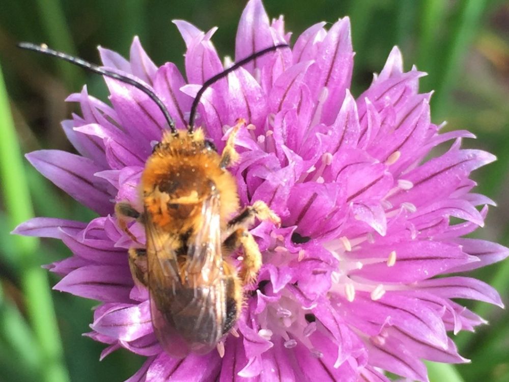 Long horned bee on chive flower