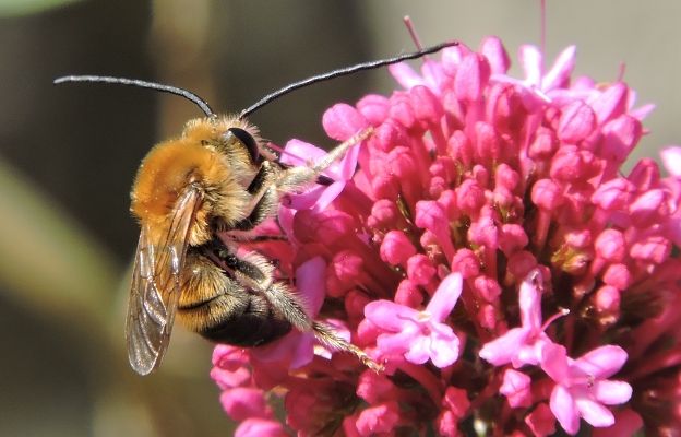 Long-horned bee (Eucera longicornis) on a pink flower.