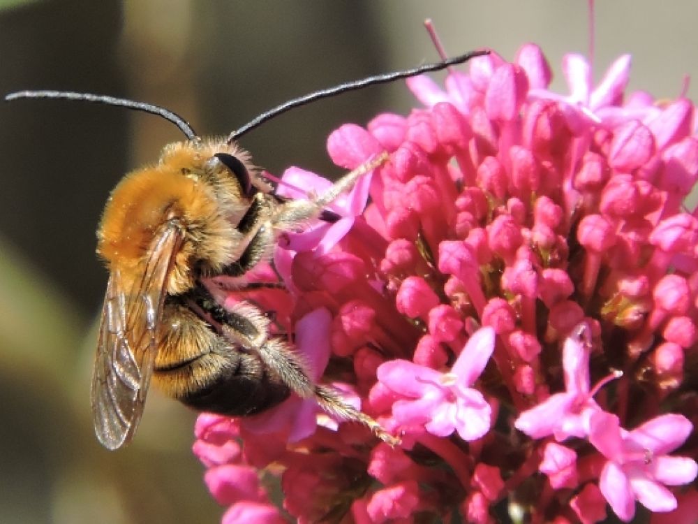 Long-horned bee (Eucera longicornis) on a pink flower.