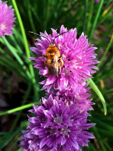 Long horned bee on purple flower