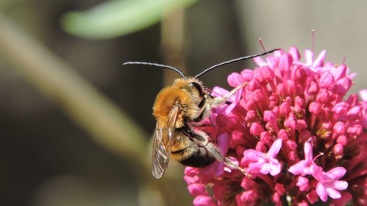 Long-horned bee - Eucera longicornis - on a pink flower.