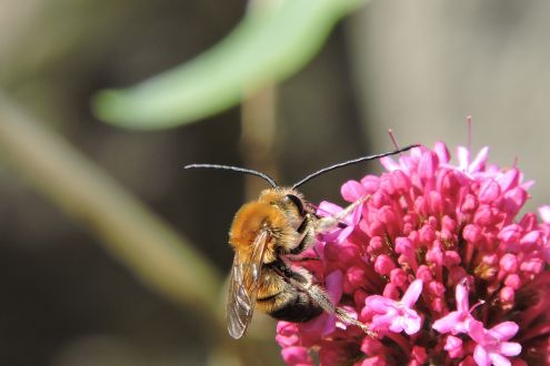 Long-horned bee (Eucera longicornis) on a pink flower.