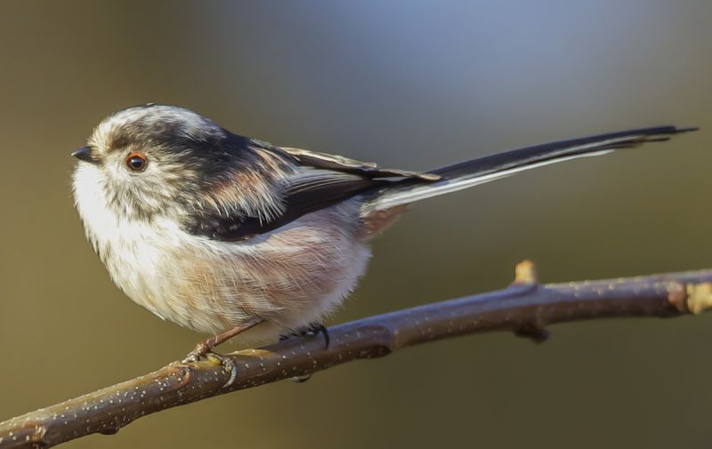 Long-tailed tit on branch