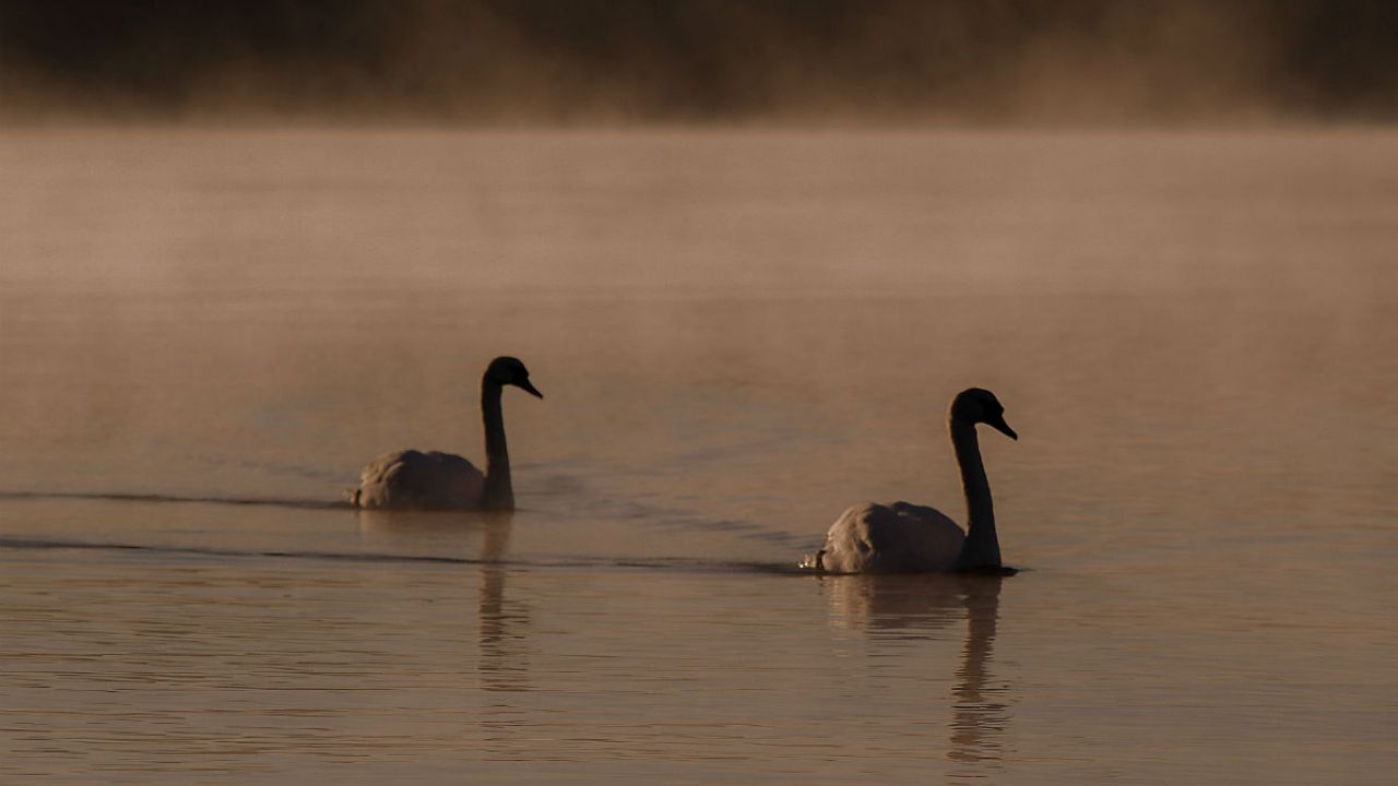 2 silhouetted whooper swans on Lough Neagh in Northern Ireland