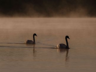 2 silhouetted whooper swans on Lough Neagh in Northern Ireland
