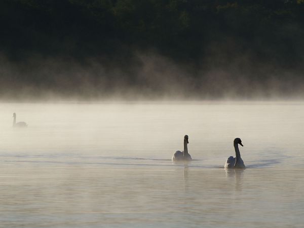 3 swans on a misty Lough Neagh