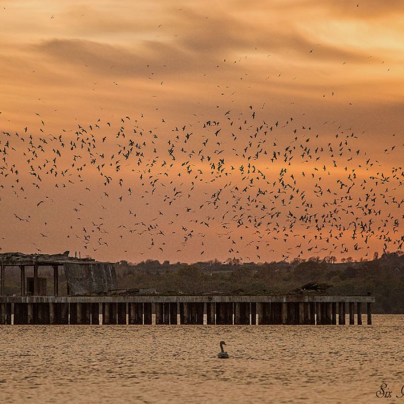 A swarm of birds around a derelict torpedo-testing platform in Lough Neagh