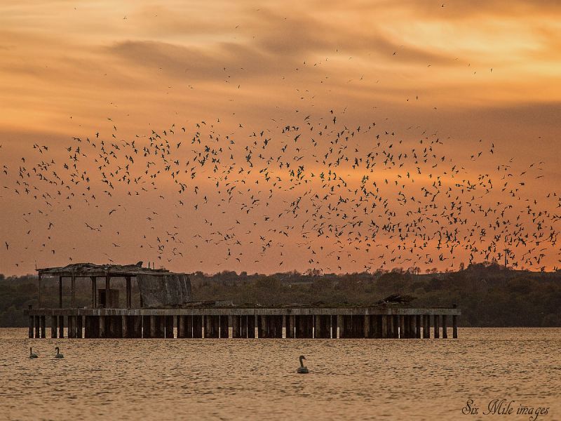 A swarm of birds around a derelict torpedo-testing platform in Lough Neagh