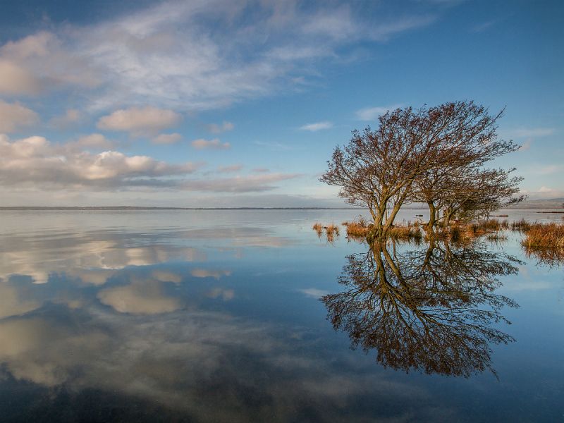 A couple of trees and a blue cloudy sky reflect in the waters of Lough Neagh