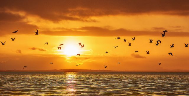 Birds fly above Lough Neagh as the sun sets, casting an orange sky
