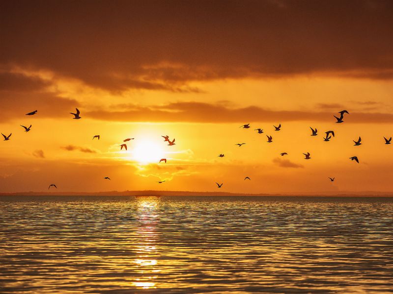 Birds fly above Lough Neagh as the sun sets, casting an orange sky