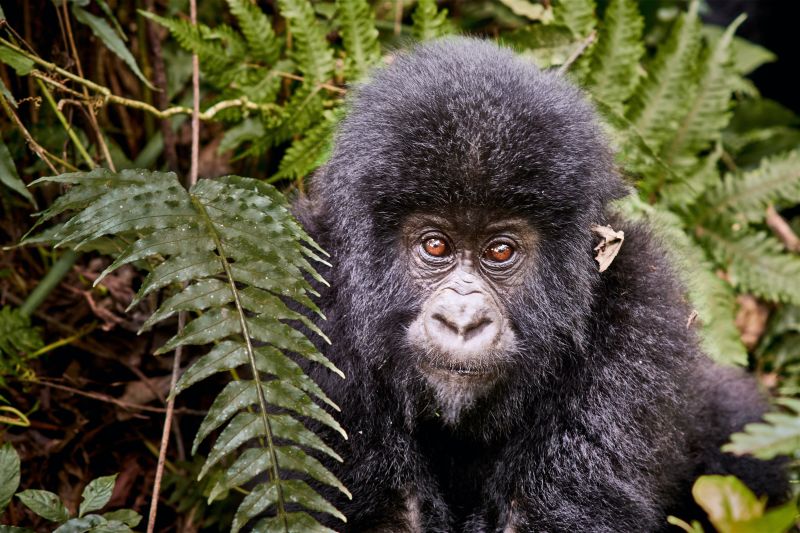 Gorilla looking straight at the camera with inviting eyes, amongst green leaves