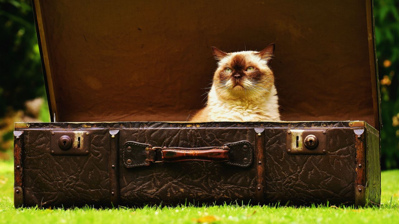 A white long-haired cat sitting in an old brown open suitcase