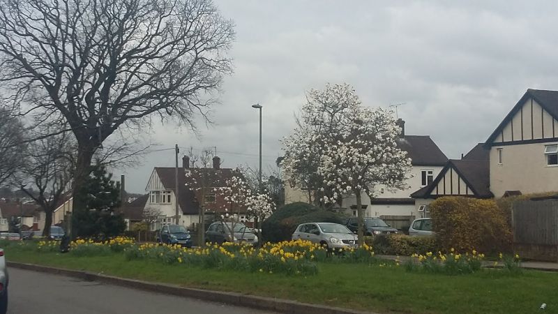 Magnolia and oak trees in London street