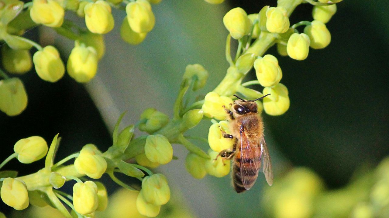 Mahonia