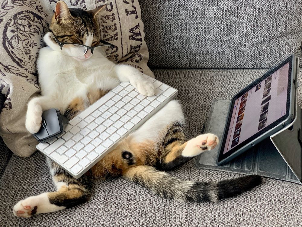 Cat holding white keyboard and black mouse on sofa