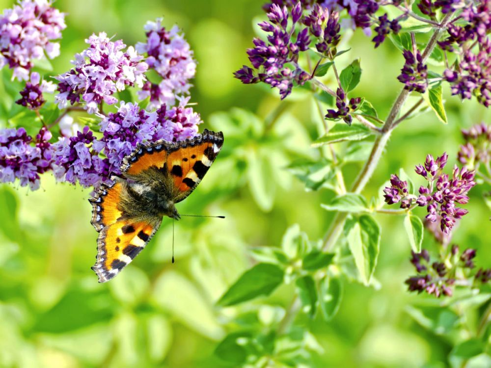 Lesser Tortoiseshell butterfly on an wild marjoram flower