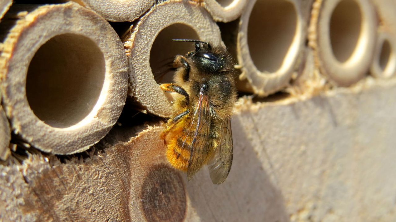 A female Mason bee - Osmia bicornis - perching at the entrance of a bee hotel in Kenilworth, Warwickshire 2013c